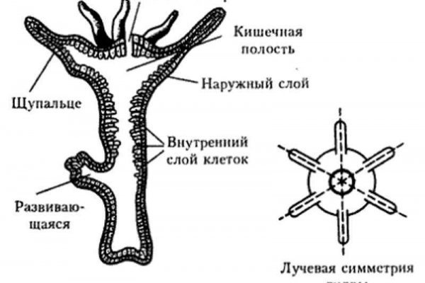 Кракен марке даркнет